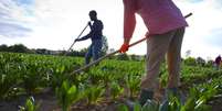 No sul da It&aacute;lia, nos campos de frutas e hortali&ccedil;as, os fazendeiros dependem cada vez mais da m&atilde;o de obra estrangeira (foto ilustrativa).  Foto: &copy; Aldo Pavan/Gettyimages / RFI