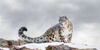 Discreto e silencioso, o leopardo-das-neves &eacute; raramente &eacute; visto na natureza Foto: Jim Cumming | Shutterstock / Portal EdiCase