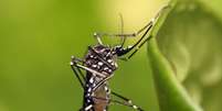 O Google solicitou permiss&atilde;o para liberar 32 milh&otilde;es de mosquitos infectados. Eles v&ecirc;m fazendo isso h&aacute; anos, mesmo que voc&ecirc; n&atilde;o tenha percebido. Foto: Xataka