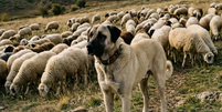 Kangal foi criado para proteger rebanhos contra lobos e ursos em regi&otilde;es rurais da Turquia Foto: Reprodu&ccedil;&atilde;o/Instagram