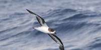 Petrel-das-bermudas - Wikimedia Commons/steve b Foto: Giro 10