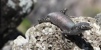 A pequena Mabuia-de-Noronha (_Trachylepis atlantica_) &eacute; um lagarto origin&aacute;rio da &Aacute;frica que evoluiu em Fernando de Noronha, ao longo de milh&otilde;es de anos. Por seu isolamento, o arquip&eacute;lago funciona um laborat&oacute;rio natural de evolu&ccedil;&atilde;o, e desperta grande interesse cient&iacute;fico.  Foto: Vinicius Gasparotto, CC BY / The Conversation