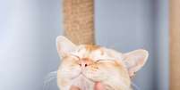 Algumas atitudes simples no dia a dia podem fazer toda a diferen&ccedil;a para fortalecer a rela&ccedil;&atilde;o com o gato Foto: Svetlana Rey | Shutterstock / Portal EdiCase