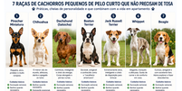 Cachorros pequenos de pelo curto Foto: Sa&uacute;deLAB