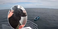 C&atilde;o &agrave; deriva em caiaque &eacute; resgatado ap&oacute;s percorrer quase 5 km no mar na Inglaterra  Foto: Reprodu&ccedil;&atilde;o/ Facebook 