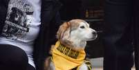 Um cachorro com uma bandana escrita 'Justi&ccedil;a por Orelha' participa de manifesta&ccedil;&atilde;o.  Foto: Vuk Valcic/SOPA Images/LightRocket via Getty Images