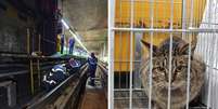 Funcion&aacute;rios do Metr&ocirc; resgatam gato nos trilhos | Animal na gaiola ap&oacute;s ser retirado dos trilhos  Foto: Foto: Divulga&ccedil;&atilde;o | Metr&ocirc;