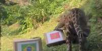 On&ccedil;a pintada do Zool&oacute;gico de Gramado foi para a caixa com a bandeira do Marrocos   Foto: Reprodu&ccedil;&atilde;o/RBS