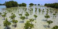 &Aacute;rvores de mangue espalhadas pela &aacute;gua do mar rasa e clara, com conjuntos de &aacute;rvores mais densos ao fundo Foto: Getty Images / BBC News Brasil