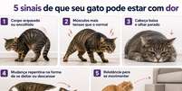 Gato com dor Foto: Sa&uacute;deLAB
