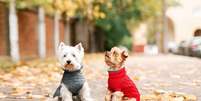 Descubra se é realmente para seu pet usar roupinha no frio  Foto: Shutterstock / Alto Astral