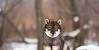 O shikoku&nbsp;&eacute; considerado um monumento natural do Jap&atilde;o Foto: Anastasiia Cherniavskaia | Shutterstock / Portal EdiCase