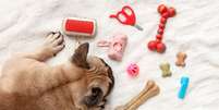 Brinquedos interativos ajudam c&atilde;es e gatos a gastarem energia f&iacute;sica e mental dentro de casa  Foto: Canva / Bons Fluidos