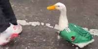 O pato Merlin é uma das sensações da Copa no México.  Foto: Reprodução/@AlertaMundoNews via X / Estadão