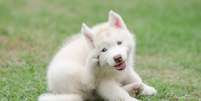Al&eacute;m de coceiras, ferimentos ou mudan&ccedil;as de comportamento mais claras, diversas doen&ccedil;as silenciosas podem comprometer de forma significativa a qualidade de vida desses animais &ndash; depositphotos.com / lufimorgan  Foto: Giro 10