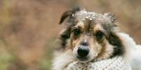 Pet sofre com o frio? Cuidados para adotar no inverno  Foto: Revista Malu