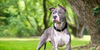 Personagens cativantes de X-Men inspiram nomes para cachorros Foto: Mary Swift | Shutterstock / Portal EdiCase