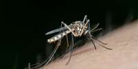 Diga adeus aos mosquitos: aprenda o truque do papel higi&ecirc;nico. Foto: Xataka
