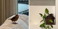 Passarinho invade casa e faz ninho em planta  Foto: Reprodução | Instagram
