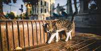 Especialistas em comportamento animal definem o aliciamento social como uma forma de&nbsp;cuidado compartilhado&nbsp;que vai al&eacute;m da limpeza. - depositphotos.com/AlexGukBO Foto: Giro 10