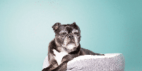 A redu&ccedil;&atilde;o da energia &eacute; comum em pets idosos, que costumam alternar momentos de atividade com cochilos mais frequentes Foto: sophiecat | Shutterstock / Portal EdiCase