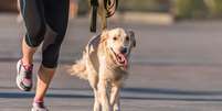 Veja como proteger as patinhas e garantir o bem Foto: estar do cachorro - Shutterstock / Alto Astral