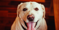 O que significa quando o cachorro fica com a l&iacute;ngua de fora? Foto: Freepik
