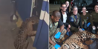 On&ccedil;a-pintada foi filmada "invadindo" empresa no Paran&aacute; e seguiu sendo monitorada por cerca de 50 dias, at&eacute; ser capturada Foto: Reprodu&ccedil;&atilde;o/RPC Maring&aacute;/IAT