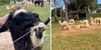 Lhamas e alpacas est&atilde;o em abrigo no interior do Acre  Foto: Reprodu&ccedil;&atilde;o/Instagram/patinhacarente
