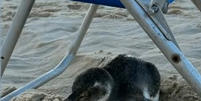 Pinguim aparece na Praia de Ipanema e se abriga em cadeira de praia Foto: Reprodução/TV Globo