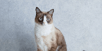 Com olhos azuis, esses gatos encantam pela aparência marcante e conquistam admiradores em diferentes partes do mundo Foto: Yuliya Alekseeva | Shutterstock / Portal EdiCase