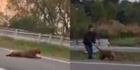 V&iacute;deo mostra homem puxando on&ccedil;a viva pelo rabo no meio de rodovia no interior de SP  Foto: Reprodu&ccedil;&atilde;o/Redes sociais