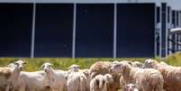 O Texas instalou milh&otilde;es de pain&eacute;is solares onde antes havia campos abertos. Eles contrataram 3.000 ovelhas para fazer a manuten&ccedil;&atilde;o do local. Foto: Xataka