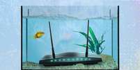 Se voc&ecirc; tem animais aqu&aacute;ticos em casa, eles podem afetar a qualidade da conex&atilde;o Foto: BBC/Serenity Strull/Getty Images / BBC News Brasil