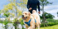 Observar o comportamento, a aparência física e os hábitos do cachorro no dia a dia é uma das formas mais simples de identificar se o pet está saudável Foto: CandyRetriever | Shutterstock / Portal EdiCase