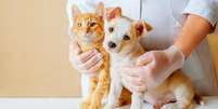 Descubra a idade de seu pet Foto: Shutterstock / Alto Astral