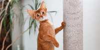 "A Casa do Drag&atilde;o" pode ser uma &oacute;tima fonte de inspira&ccedil;&atilde;o de nomes para gatos Foto: Nataliabiruk | Shutterstock / Portal EdiCase
