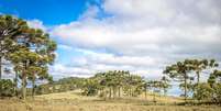 Floresta de arauc&aacute;rias e campos de pastagem nas regi&otilde;es de altitude do Sul do Brasil: li&ccedil;&otilde;es do passado podem nos ajudar a conservar esse ecossistema antigo e em risco devido a anos de explora&ccedil;&atilde;o madeireira, expans&atilde;o agr&iacute;cola e as recentes mudan&ccedil;as no clima. Diego Murta/Shutterstock  Foto: The Conversation