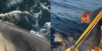 Tubar&atilde;o-branco conhecido como Contender Foto: organiza&ccedil;&atilde;o Ocearch / Portal de Prefeitura