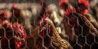 As aves da Korin são criadas com alimentação livre de transgênicos e antibióticos  Foto: Vitor Serrano/BBC / BBC News Brasil