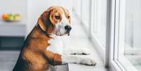 Deixar o cachorro sozinho é maus-tratos?  Foto: SaúdeLAB