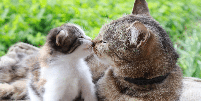 A apresenta&ccedil;&atilde;o entre os gatos deve acontecer de forma gradual, respeitando o tempo de adapta&ccedil;&atilde;o de cada animal Foto: Natallia Ustsinava | Shutterstock / Portal EdiCase
