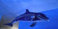 Esqueleto de um golfinho exposto no Museu Oceanogr&aacute; de Arraial do Cabo: &agrave; medida em que o Brasil se prepara para sediar a Confer&ecirc;ncia Global da D&eacute;cada do Oceano, em 2027, pesquisa mostra que &eacute; preciso ampliar o di&aacute;logo entre a Ci&ecirc;ncia do Mar e as comunidades costeiras.  Foto: Wikimedia, CC BY / The Conversation