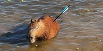 Capivara atingida por flecha morre ap&oacute;s ser resgatada na Represa Guarapiranga (SP) Foto: Divulga&ccedil;&atilde;o/GCM