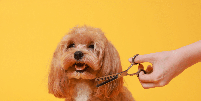 Antes de levar o cachorro para tosar, &eacute; importante&nbsp;tomar algumas precau&ccedil;&otilde;es para garantir que o procedimento seja seguro e confort&aacute;vel Foto: New Africa | Shutterstock / Portal EdiCase