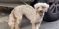 C&atilde;ozinho Beyli, da ra&ccedil;a poodle, foi encontrado ap&oacute;s passar 29 dias sob escombros de terremoto na Venezuela  Foto: Reprodu&ccedil;&atilde;o/TikTok