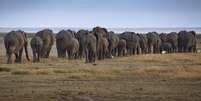 Autoridades investigam mortes de elefantes no Parque de Amboseli  Foto: ANSA / Ansa - Brasil