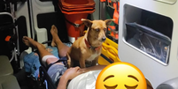 Cachorro 'caramelo' emociona socorristas ao acompanhar tutor em atendimento do Samu em SC  Foto: Reprodu&ccedil;&atilde;o/Instagram:@samubravo07
