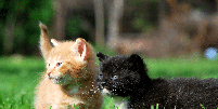 Nomes combinados s&atilde;o uma op&ccedil;&atilde;o divertida para duplas de gatos Foto: krys.pl | Shutterstock / Portal EdiCase