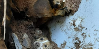 Cachorro foi resgatado com vida ap&oacute;s permanecer 19 horas sob os escombros de um muro que desabou em SC  Foto: Reprodu&ccedil;&atilde;o/Instagram/@bvsc.concordia